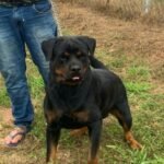 DIOR NEW KAISA CIA ROTT