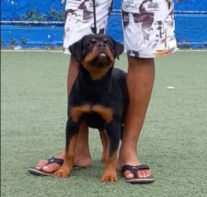 SCHANEL VON GOTTLAND