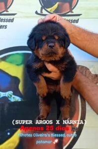 ORION DO OLIVEIRA´S BLESSED