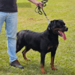 KIRA VON DER BREICHENHOLZ