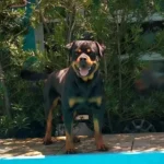 TWISTER WOTAN VICENTE ROTT