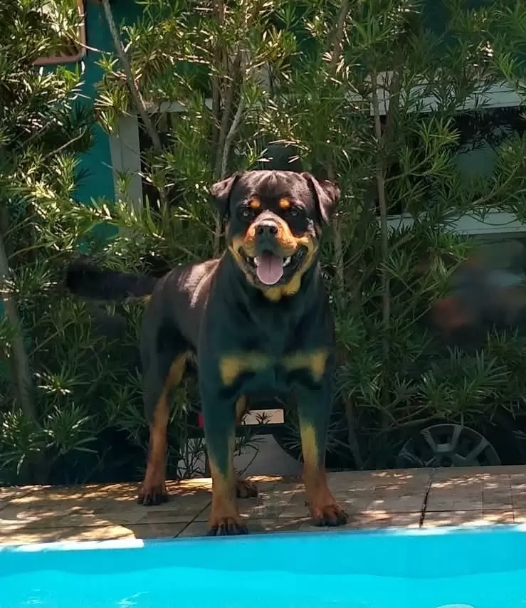 TWISTER WOTAN VICENTE ROTT