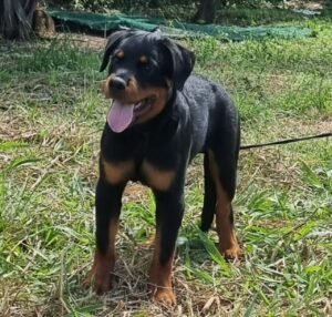 UMBRO VOM DER BREICHENHOLZ