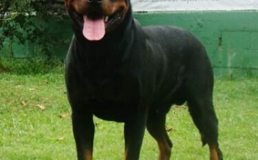 MAIKO FIPS VON MIGLIOLI