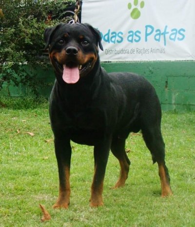 MAIKO FIPS VON MIGLIOLI