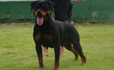 NARUSKA AXEL VON MIGLIOLI