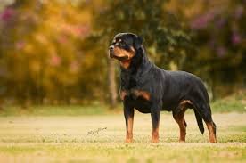 WOTAN URKO VON ALFGAR